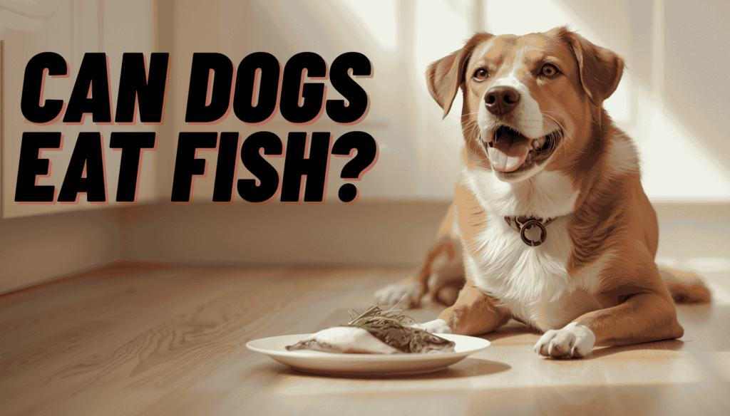 Dog looking at a plate of cooked fish – can dogs eat fish safely