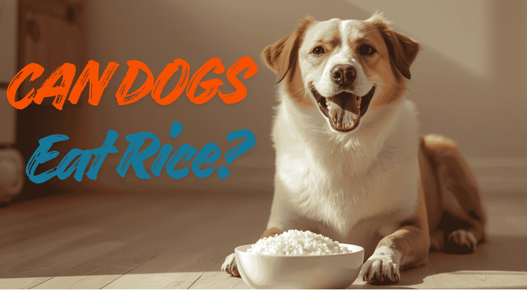 Dog looking at a bowl of cooked rice – can dogs eat rice safely