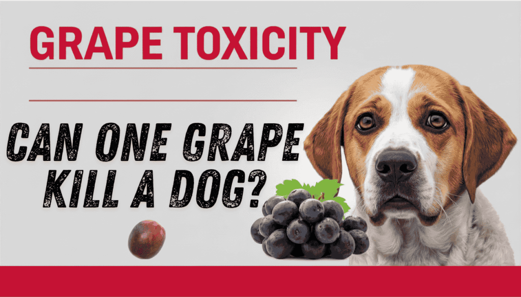 Dog beside grapes with bold text asking “Can One Grape Kill a Dog?” explaining the dangers of grape toxicity for pets.
