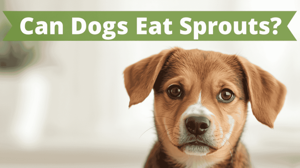 can dog eat sprouts safely - complete guide for uk dog owner
