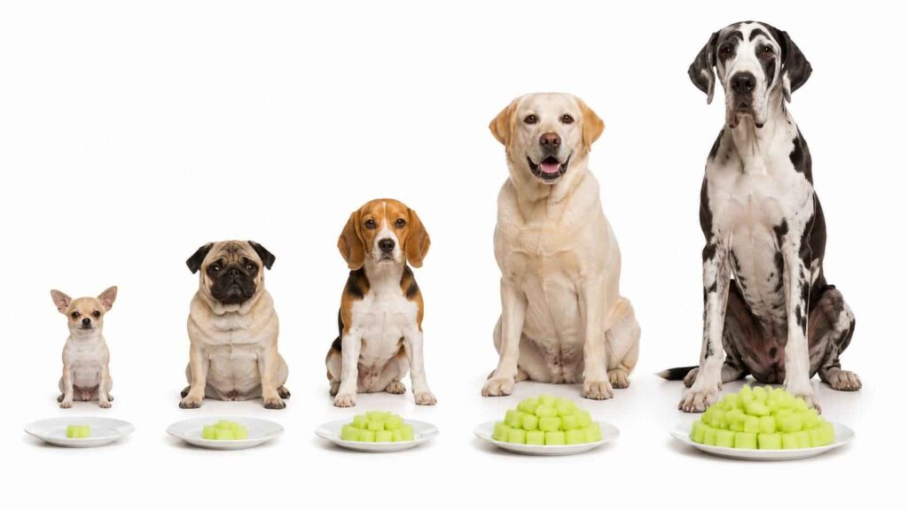 Five different dog breeds shown with appropriately sized portions of fresh honeydew cubes based on body size
