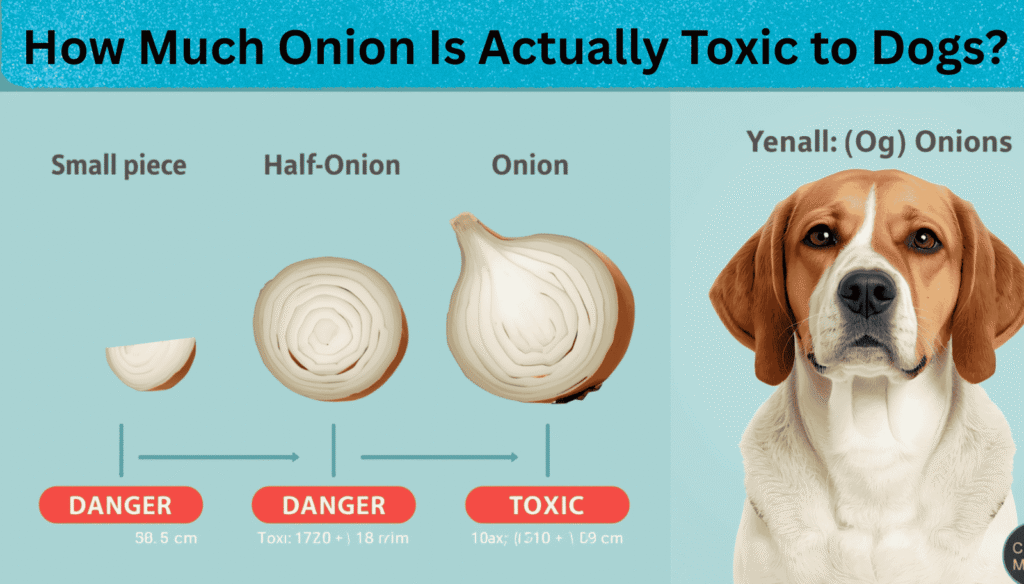 Different amounts of onion with dog showing toxic levels and danger warning scale