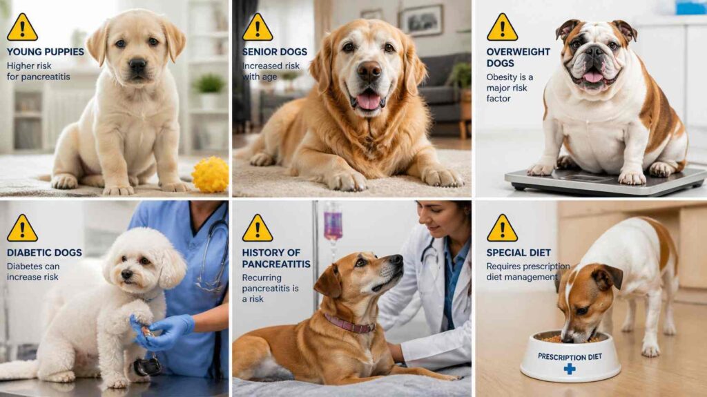 Puppy, senior dog and overweight dog shown as examples of dogs needing extra caution with pasta