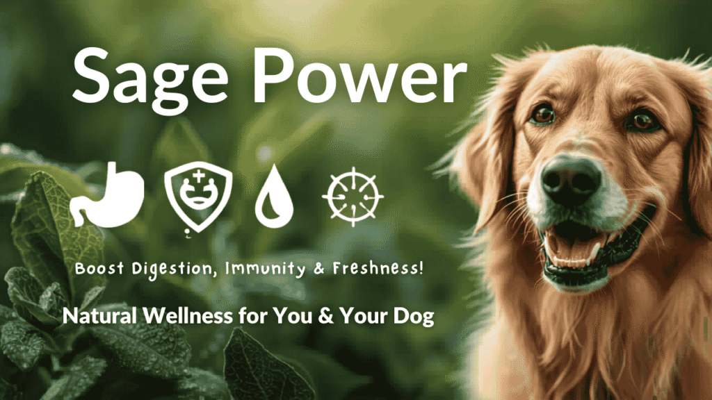 benefits of sage for dogs digestion immunity natural herb for dogs