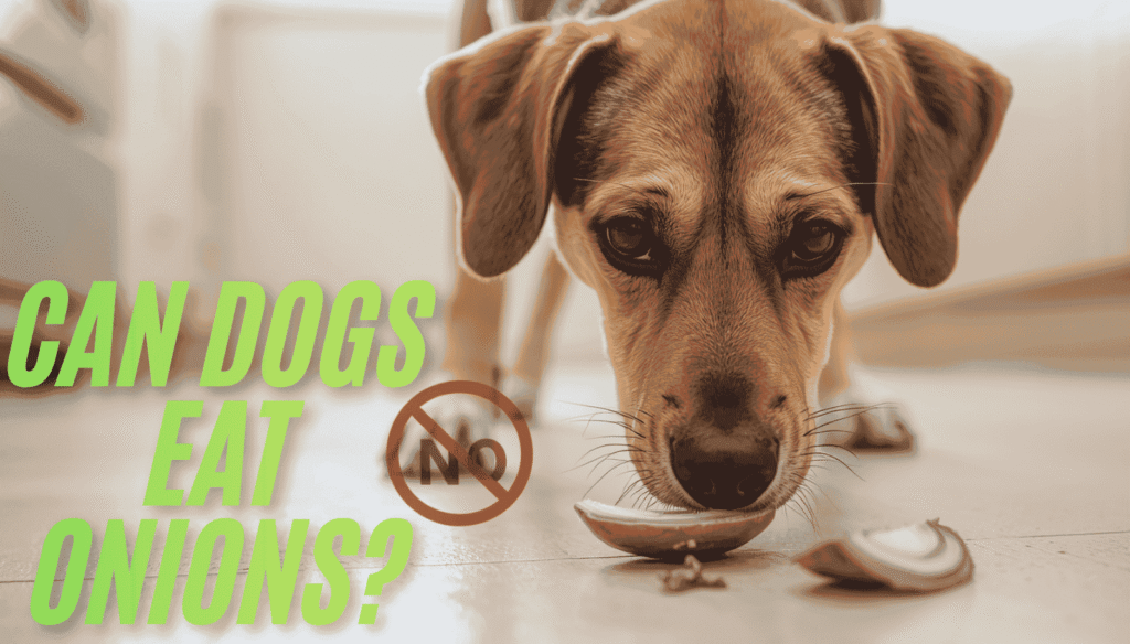 Dog sniffing a sliced onion on kitchen floor showing onions are unsafe for dogs