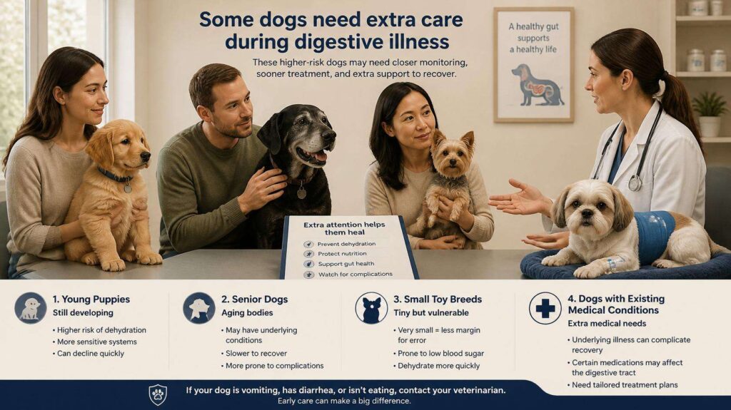 Puppy, senior dog, toy breed, and dog with an existing medical condition receiving veterinary attention for digestive illness.