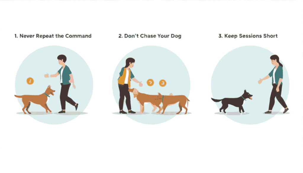 Dog training infographic showing clear recall commands positive reinforcement and short training sessions