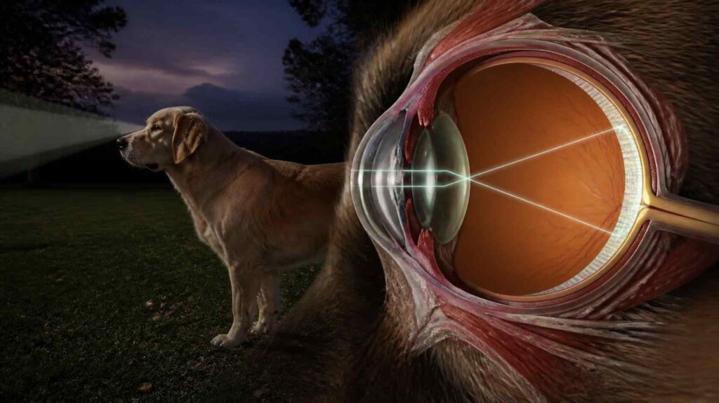 Cross-sectional view of a healthy dog's eye showing the rod-rich retina, wide pupil, and tapetum lucidum that improve low-light vision.