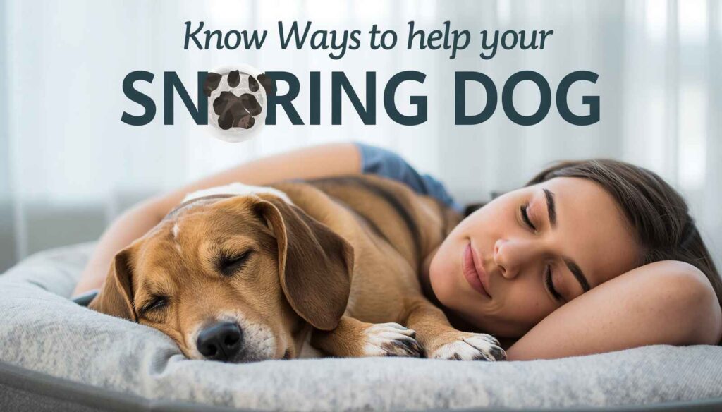 Owner helping a snoring dog with a comfortable bed healthy lifestyle and veterinary care
